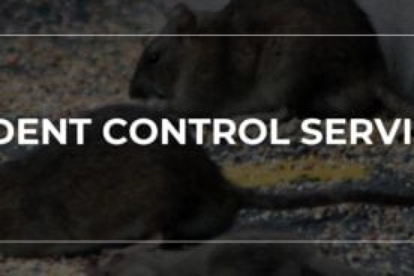 Things To Consider Before Hiring A Commercial Pest Control Service