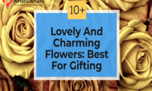 10+ Lovely And Charming Flowers: Best For Gifting