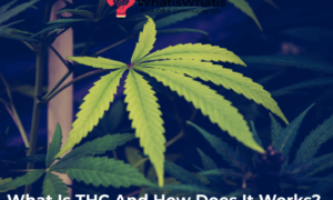 What Is THC And How Does It Works?